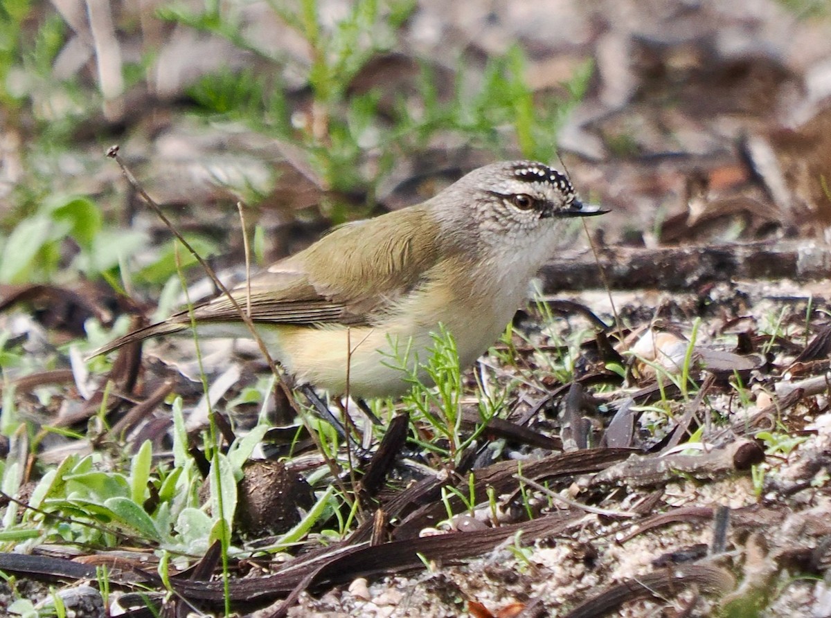 Yellow-rumped Thornbill - Ken Glasson