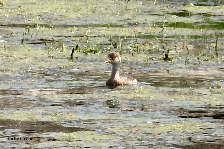 Little Grebe - ML58551581