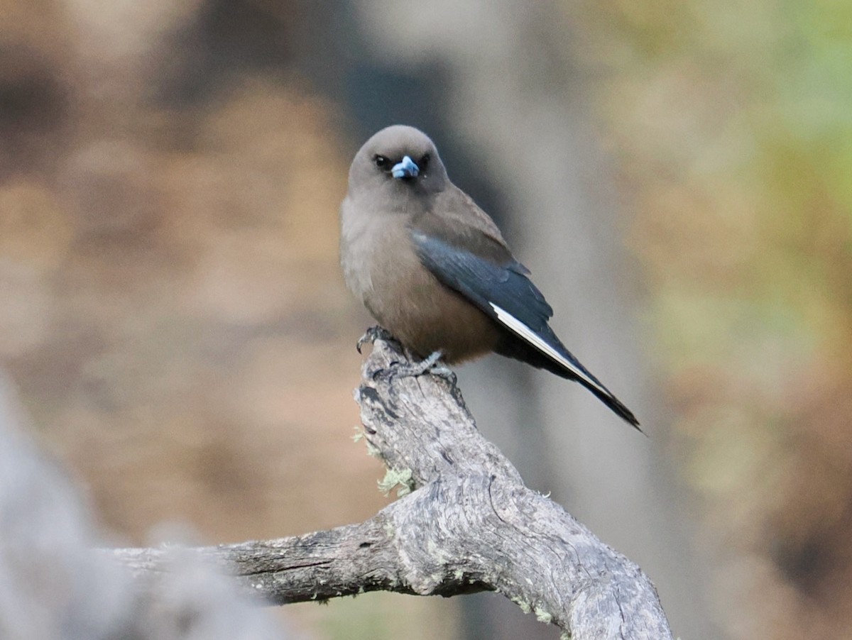 Dusky Woodswallow - Ken Glasson