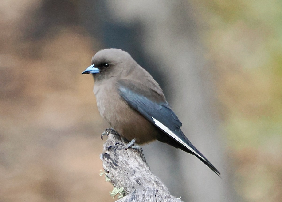 Dusky Woodswallow - Ken Glasson