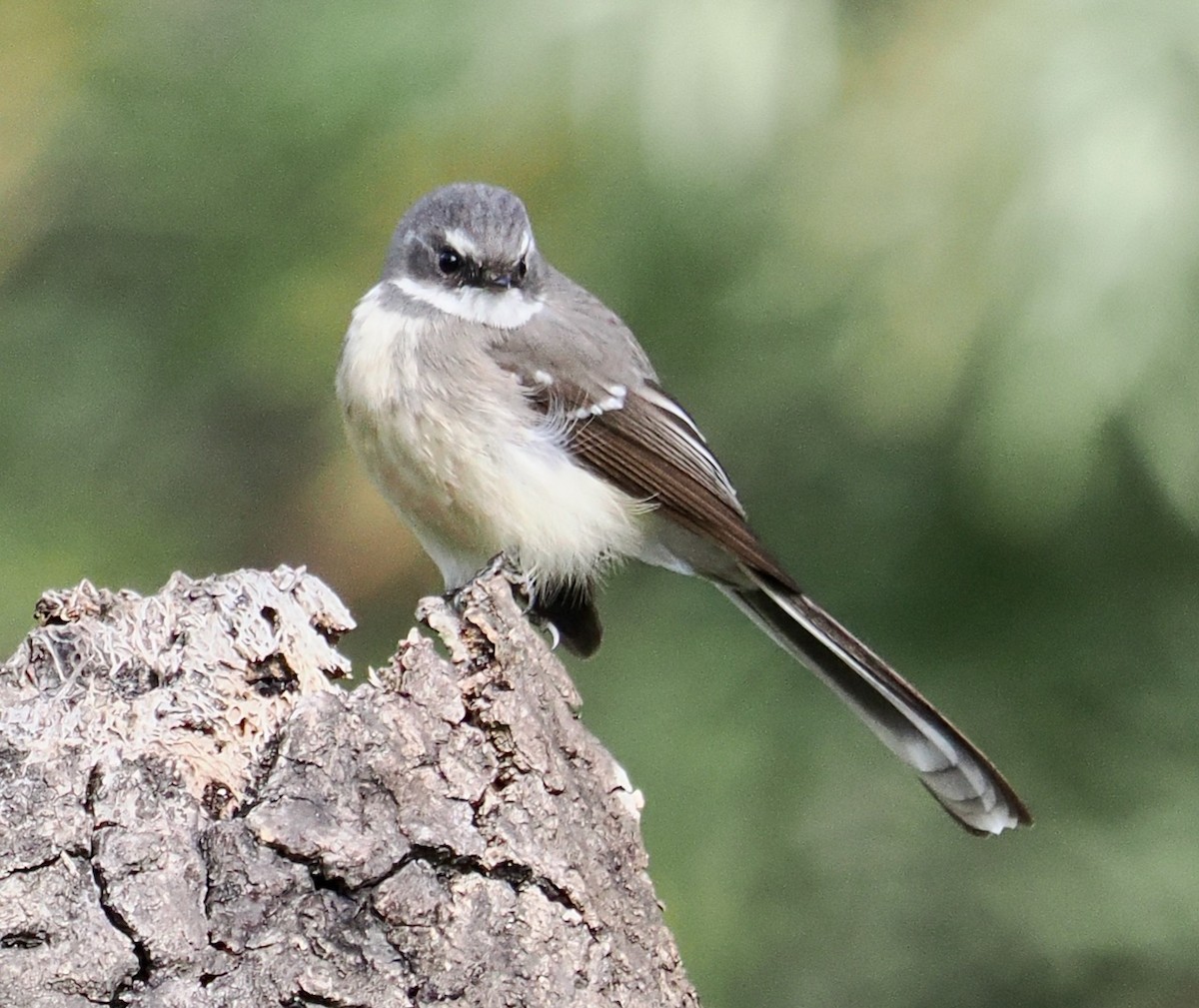 Gray Fantail (preissi) - Ken Glasson