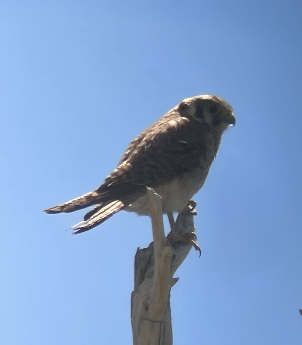 American Kestrel - ML585517161