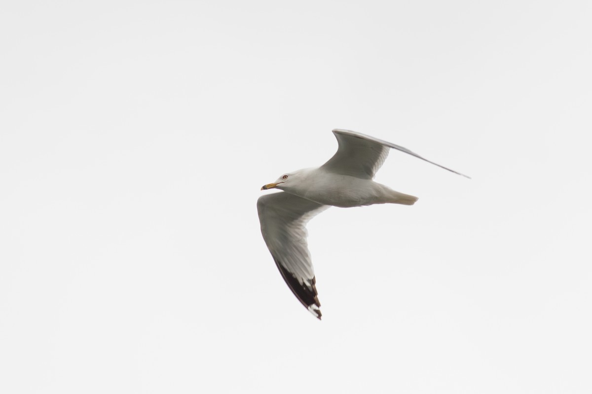 Ring-billed Gull - ML585517781