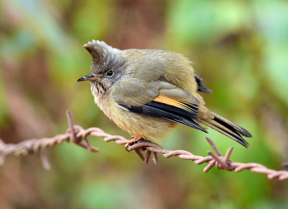 Stripe-throated Yuhina - ML585518101