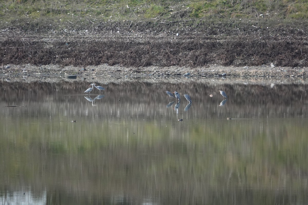 Gray Heron - ML585518291