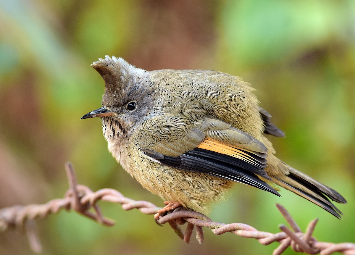 Stripe-throated Yuhina - ML585518331