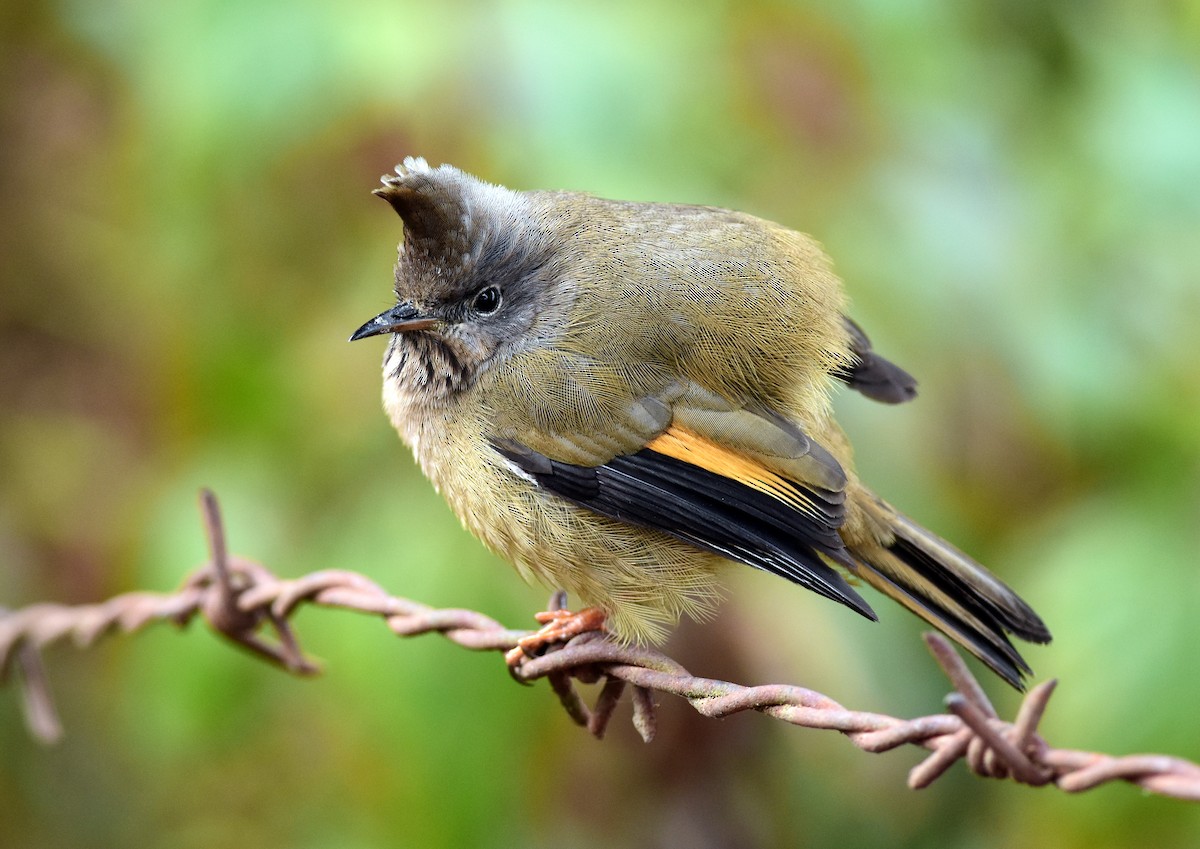 Stripe-throated Yuhina - ML585518541