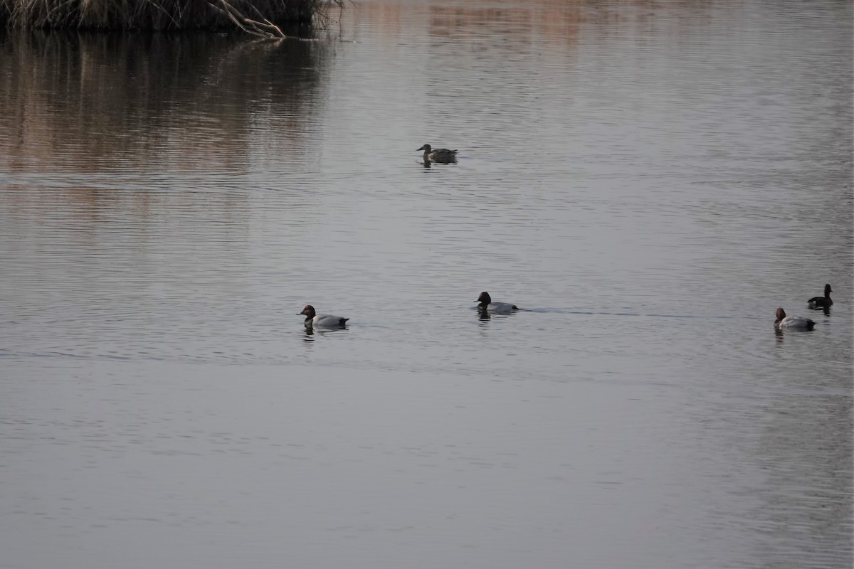 Common Pochard - ML585518881