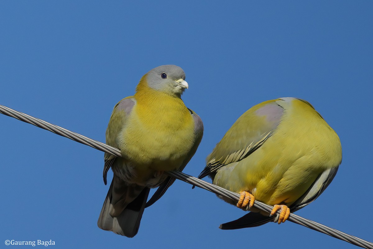 Yellow-footed Green-Pigeon - ML585519231