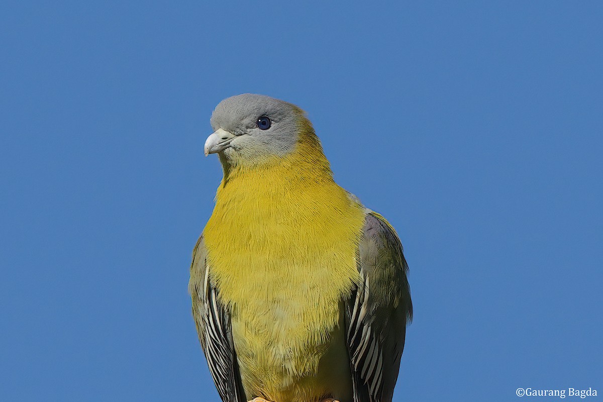 Yellow-footed Green-Pigeon - ML585519251