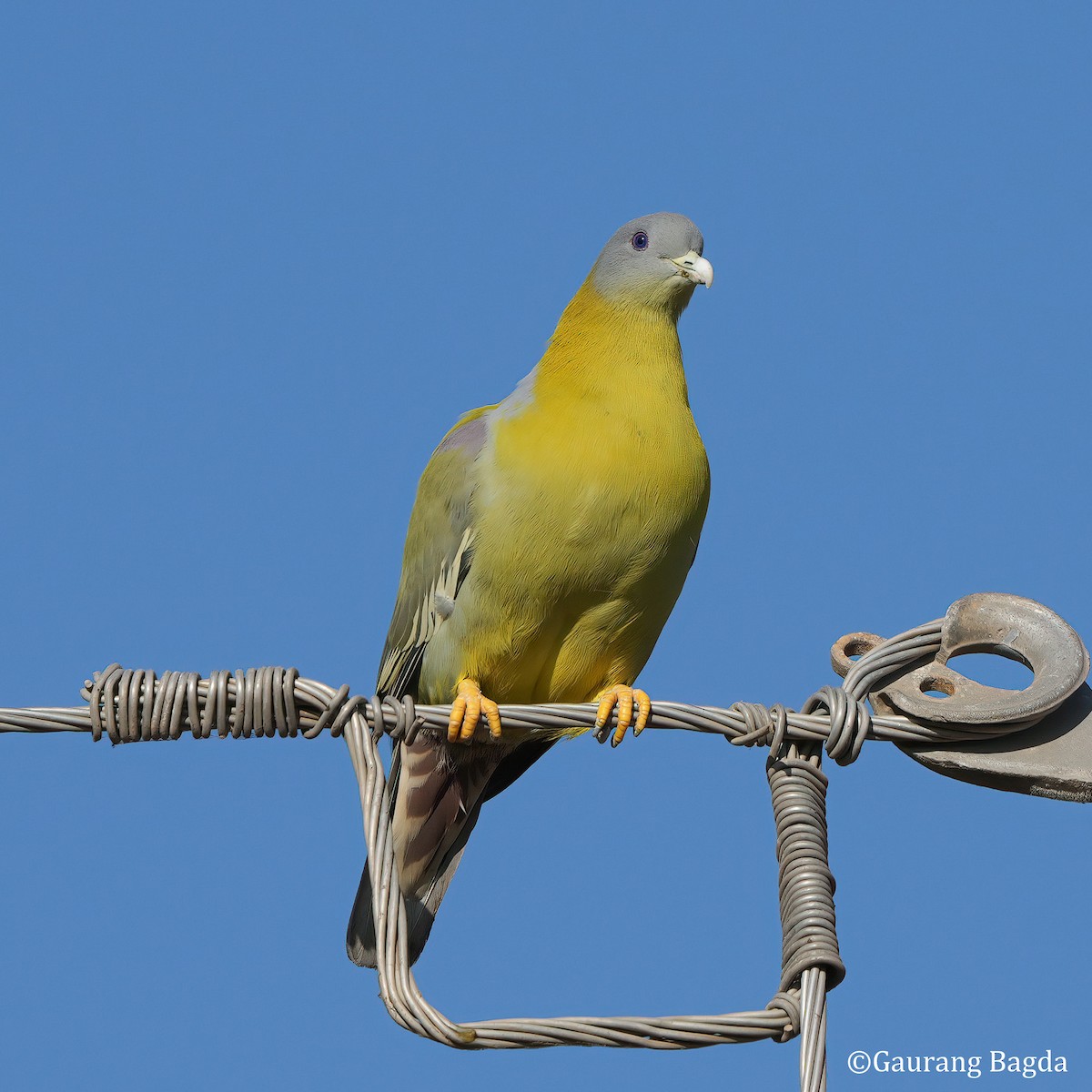 Yellow-footed Green-Pigeon - ML585519261