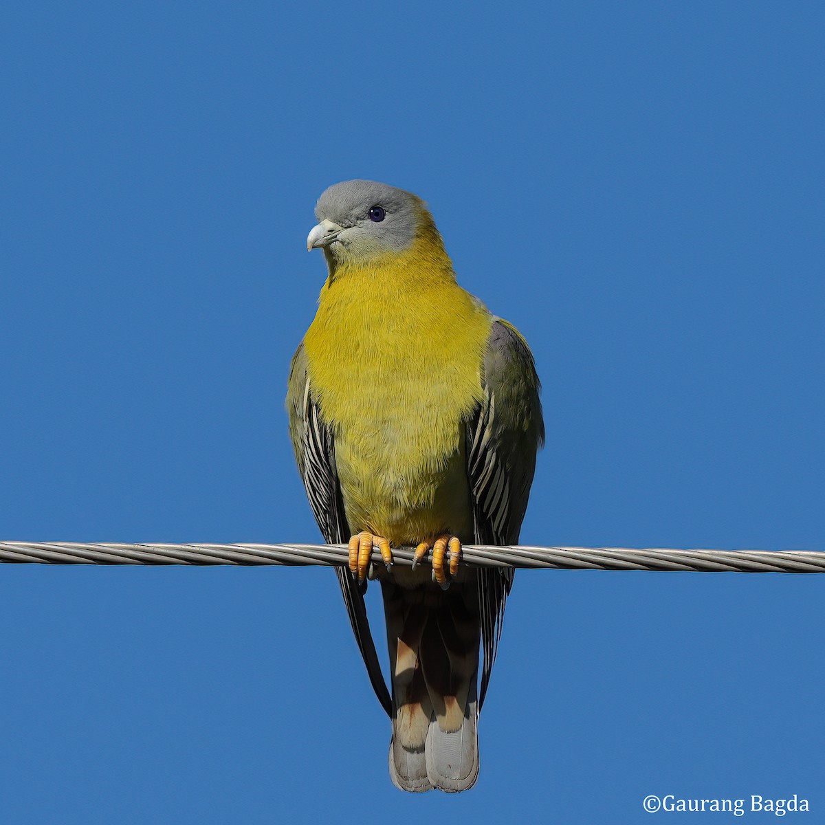 Yellow-footed Green-Pigeon - ML585519271