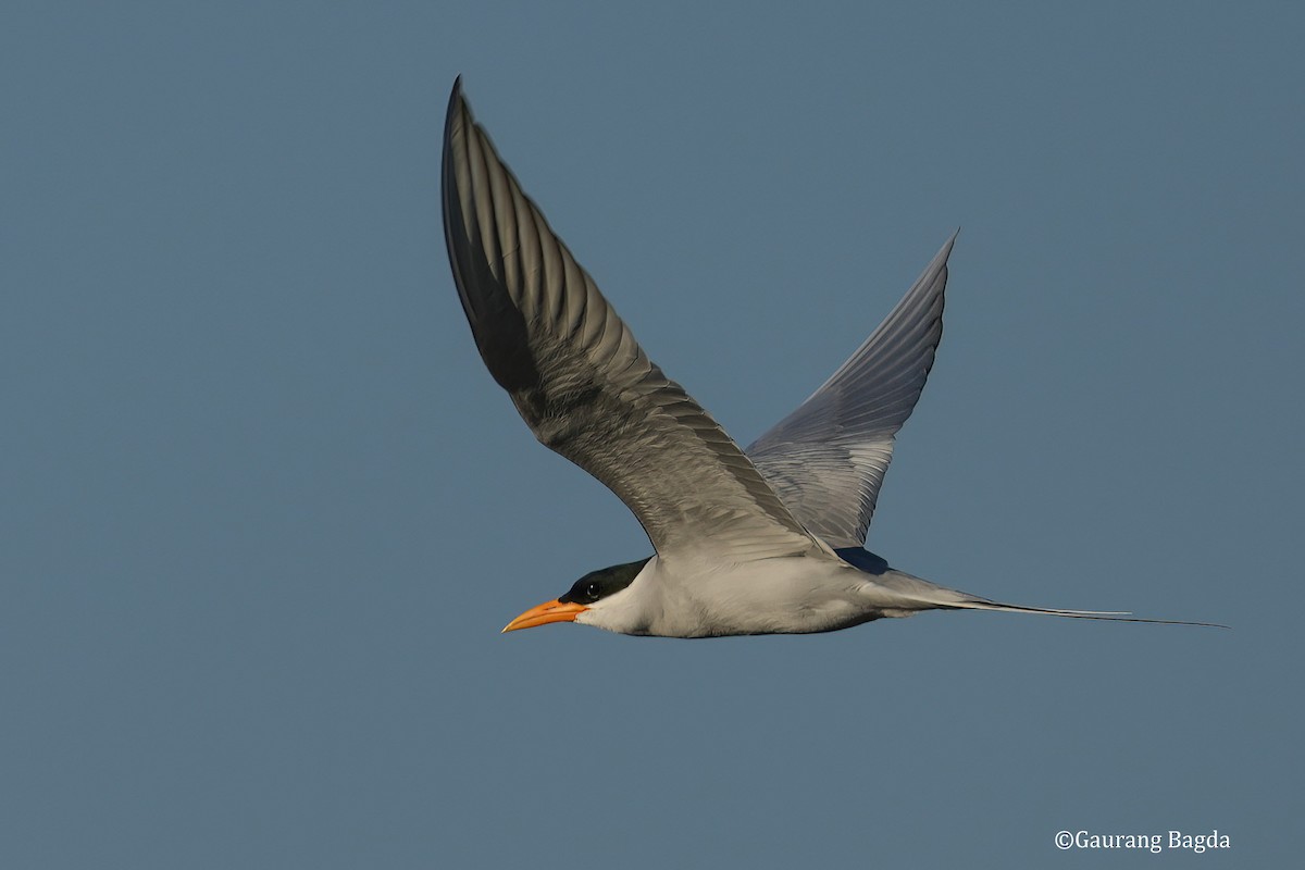 River Tern - ML585519441