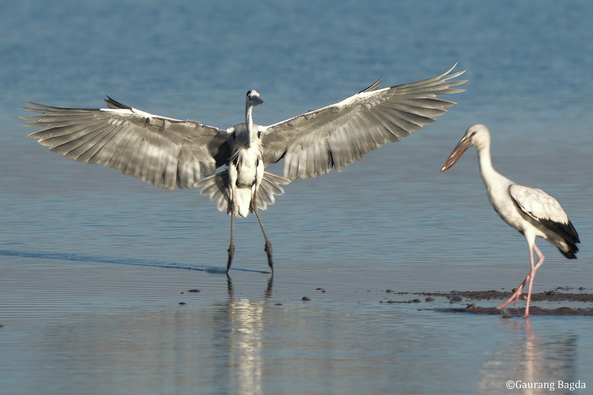 Asian Openbill - ML585519461