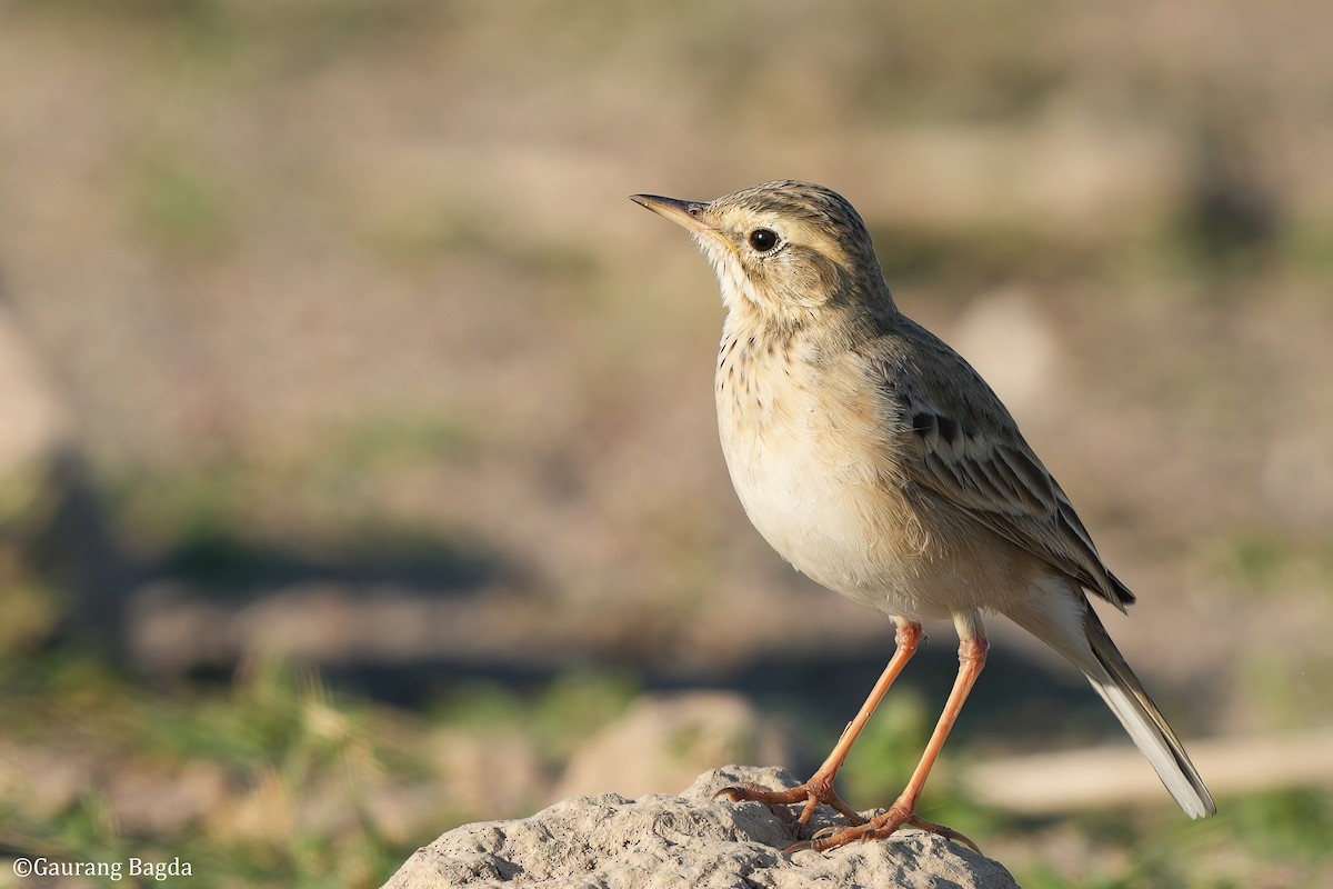 Paddyfield Pipit - ML585519711