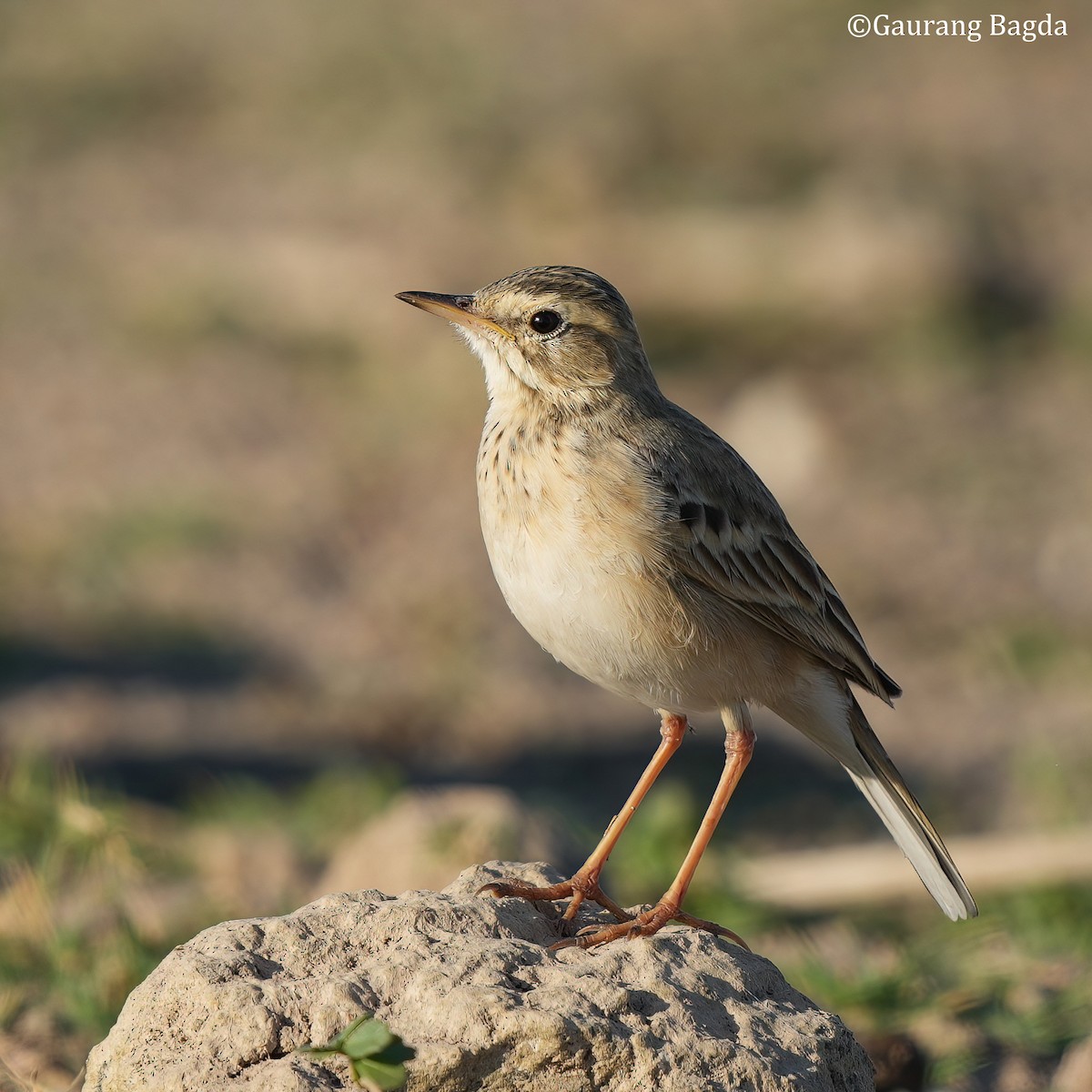 Paddyfield Pipit - ML585519721