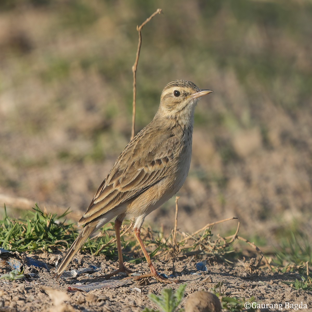 Paddyfield Pipit - ML585519731