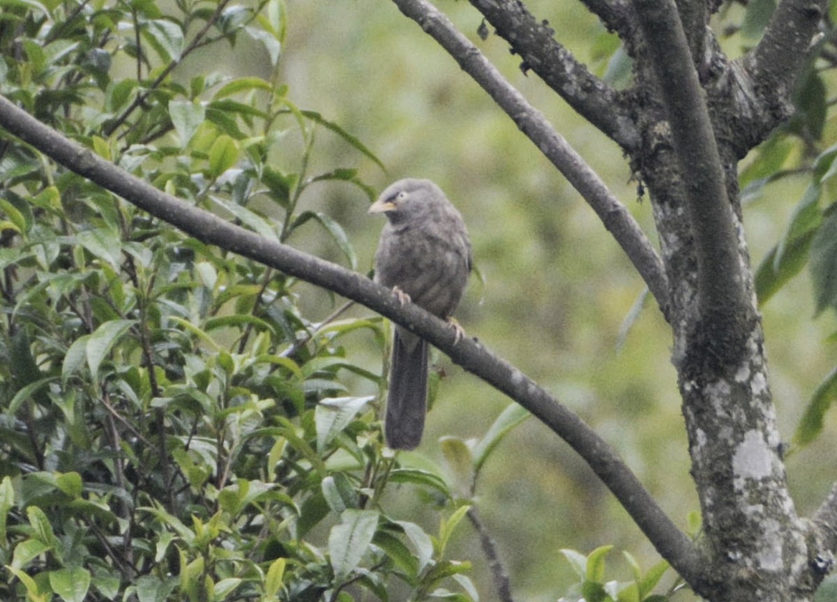 Jungle Babbler - ML585520681