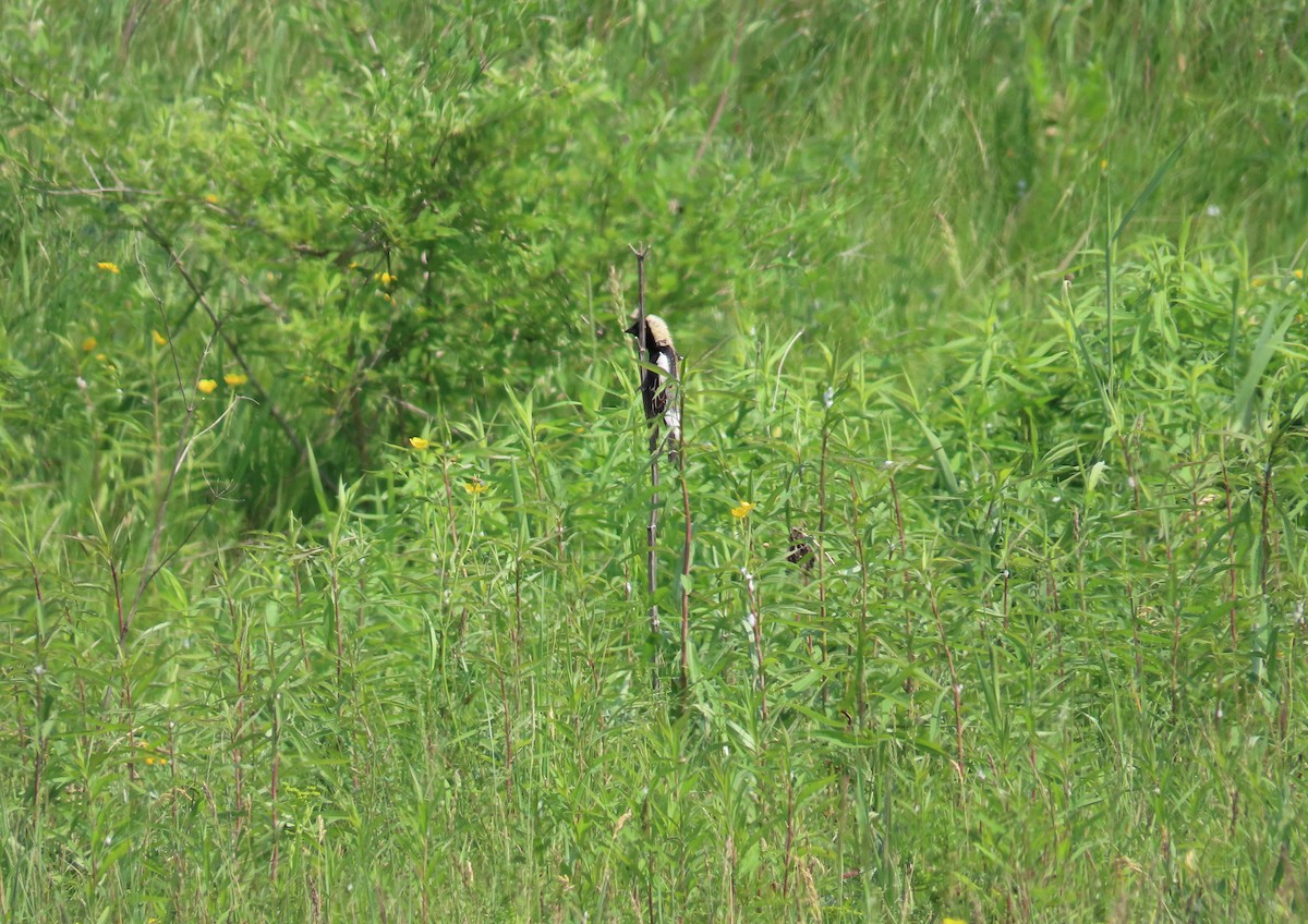 bobolink americký - ML585521491