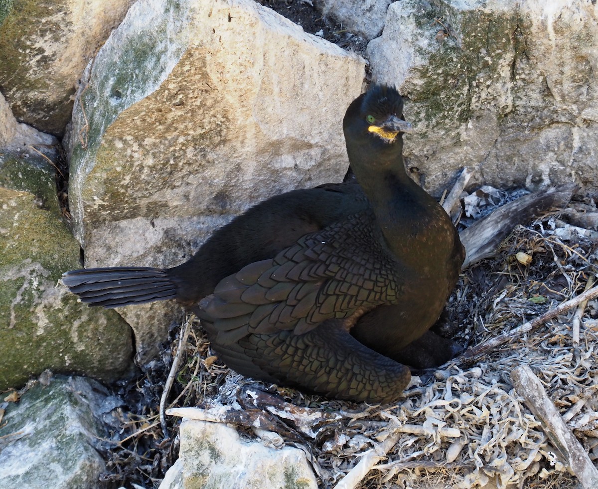 European Shag - Mark Stevenson