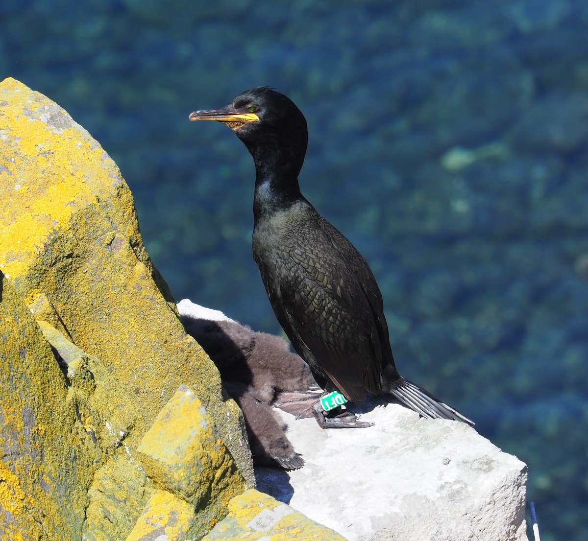 European Shag - Mark Stevenson