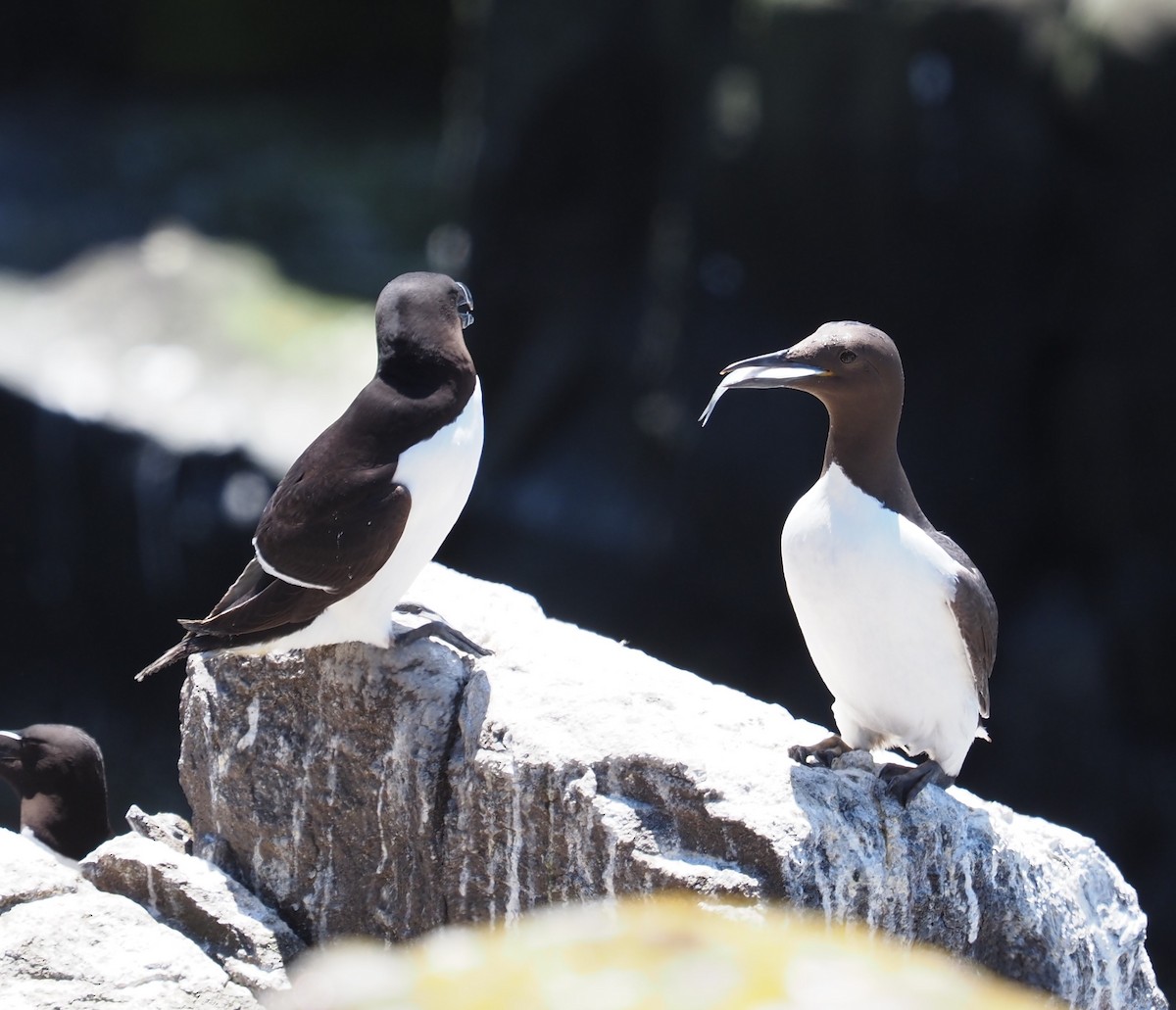 Common Murre - Mark Stevenson