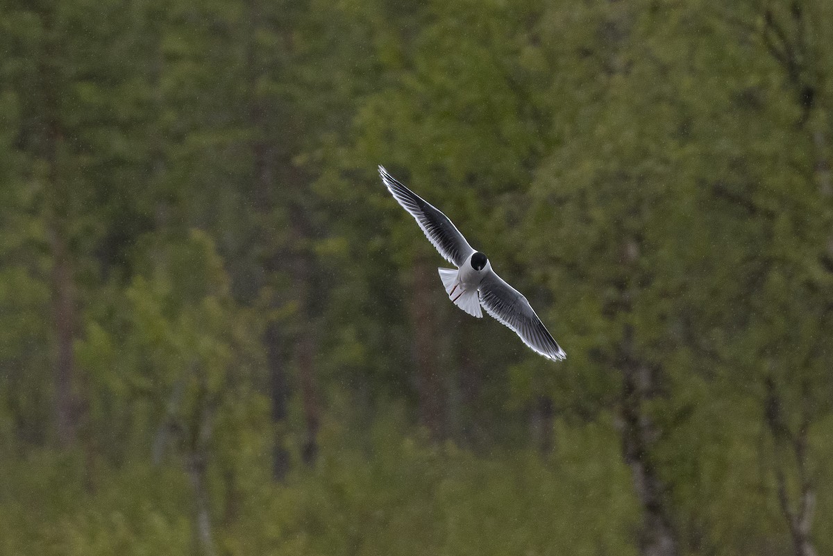 Little Gull - ML585523441