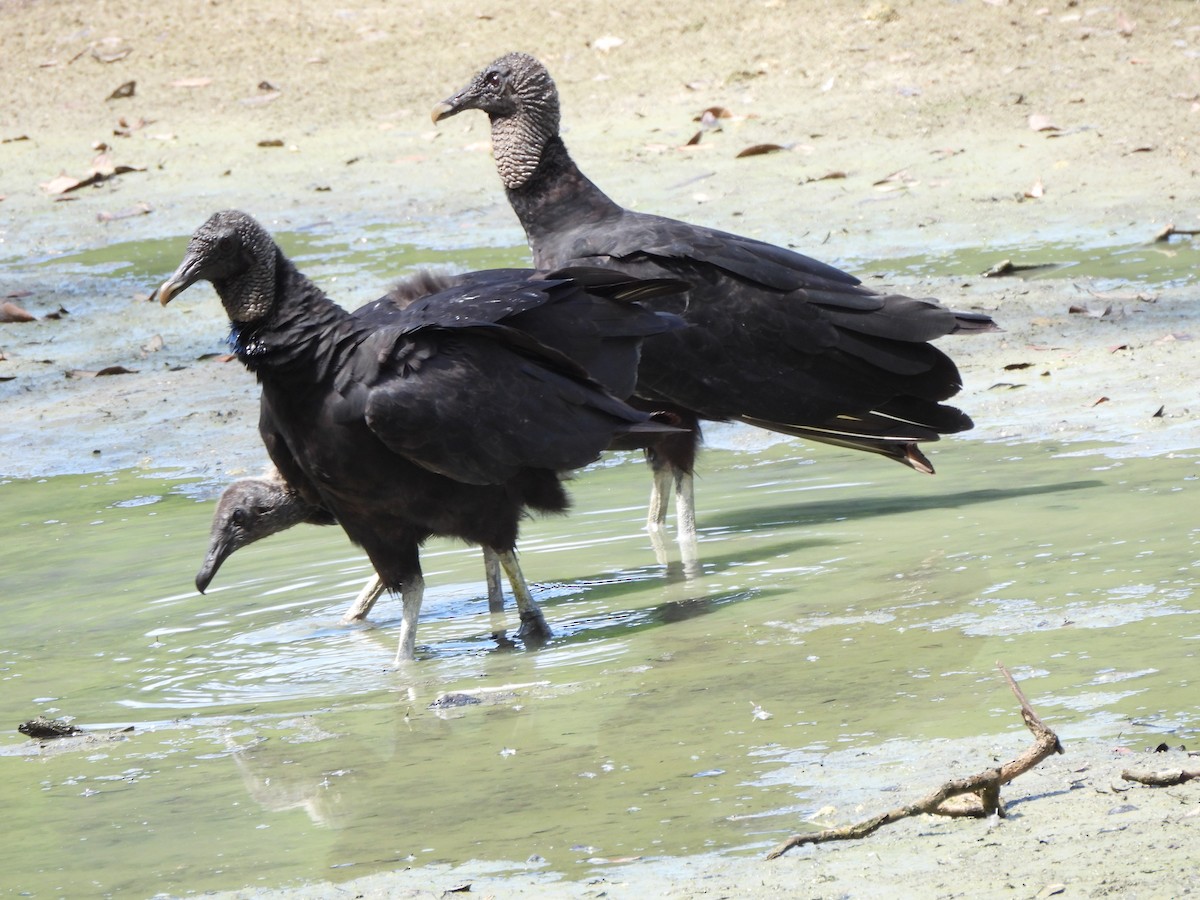 Black Vulture - ML585524471