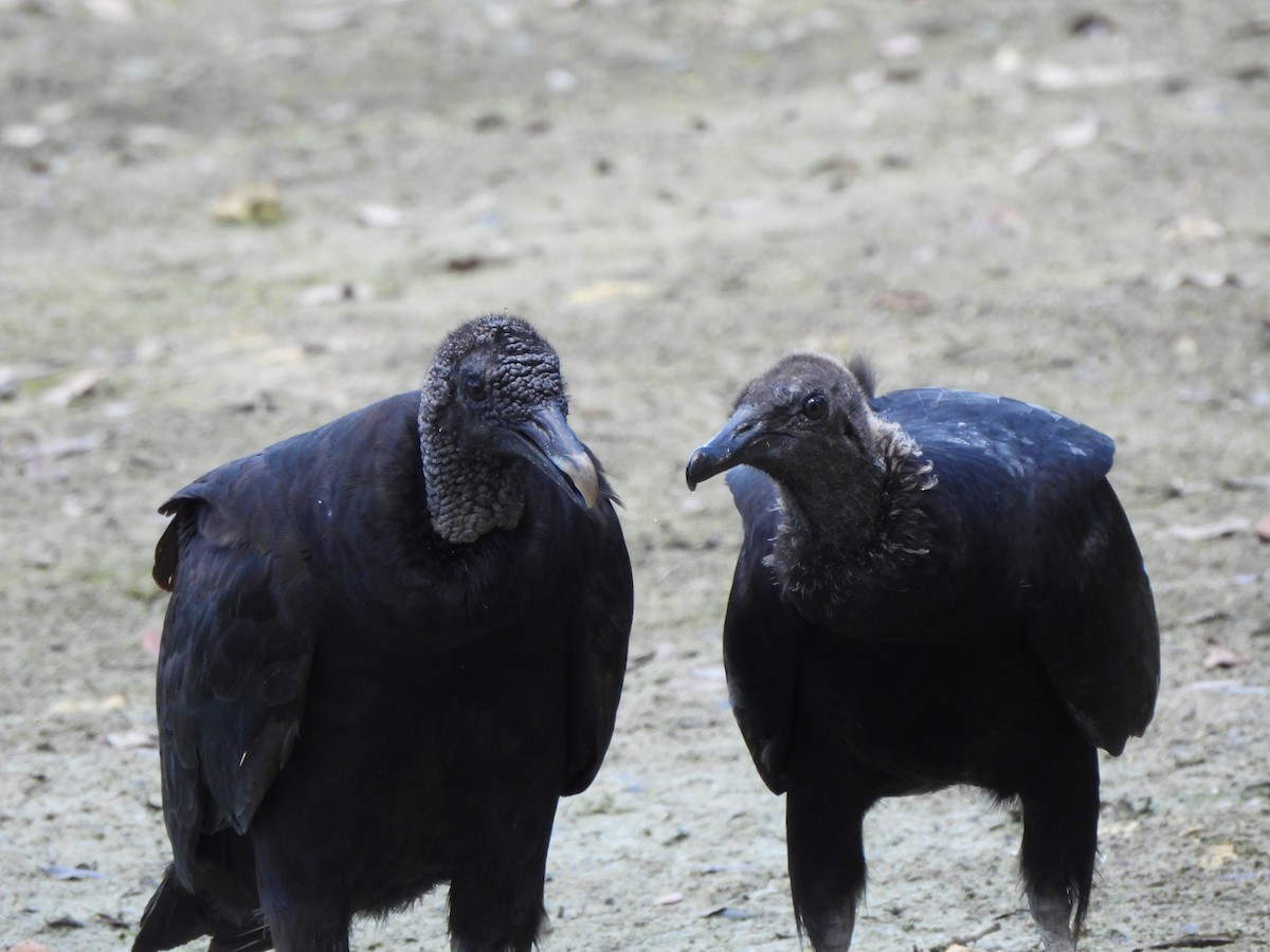 Black Vulture - Brady Weston