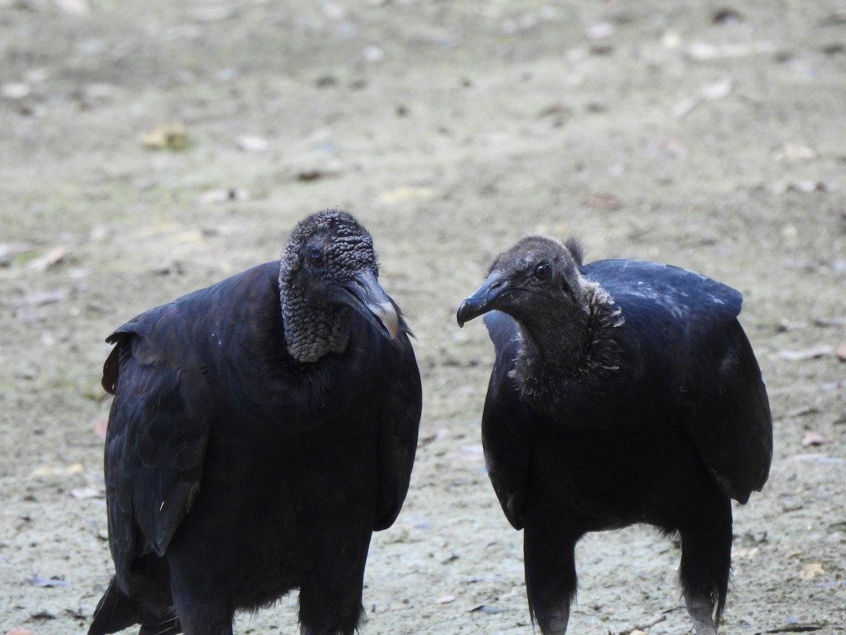 Black Vulture - ML585524501