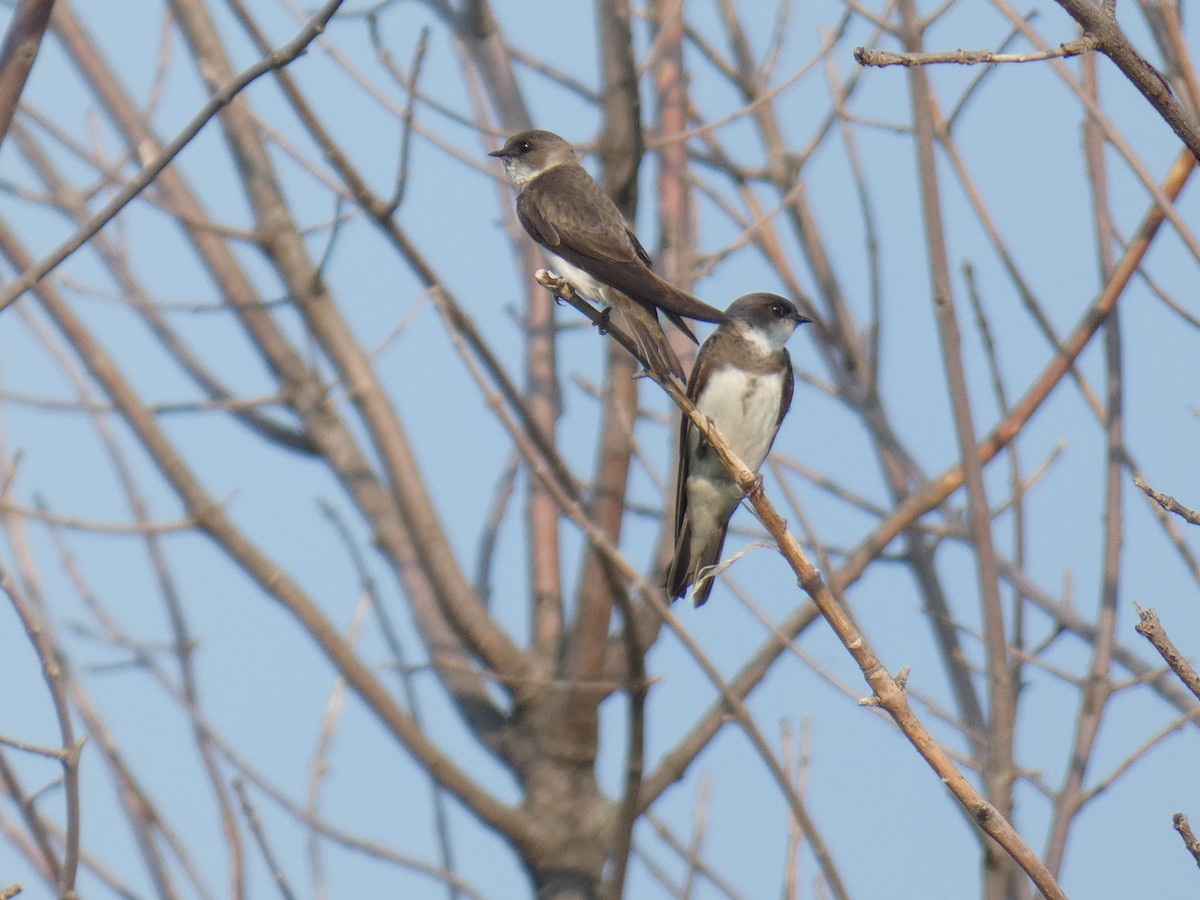 Bank Swallow - ML585525561