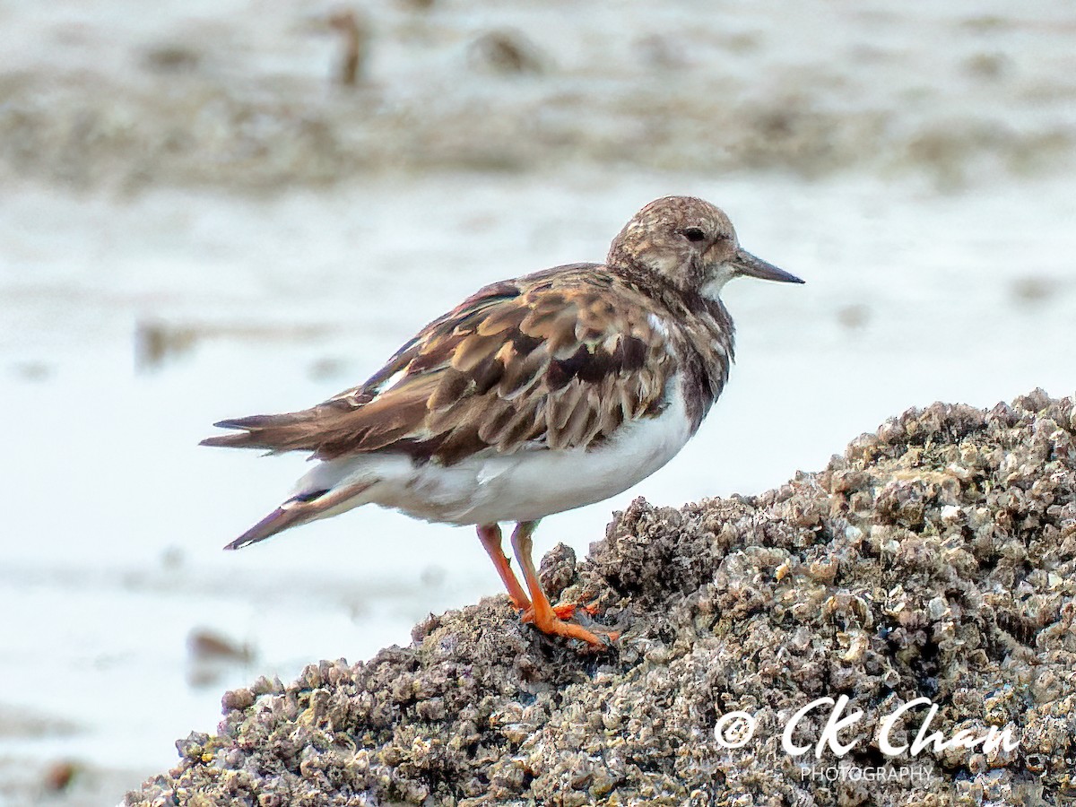 Ruddy Turnstone - Chee Keong Chan