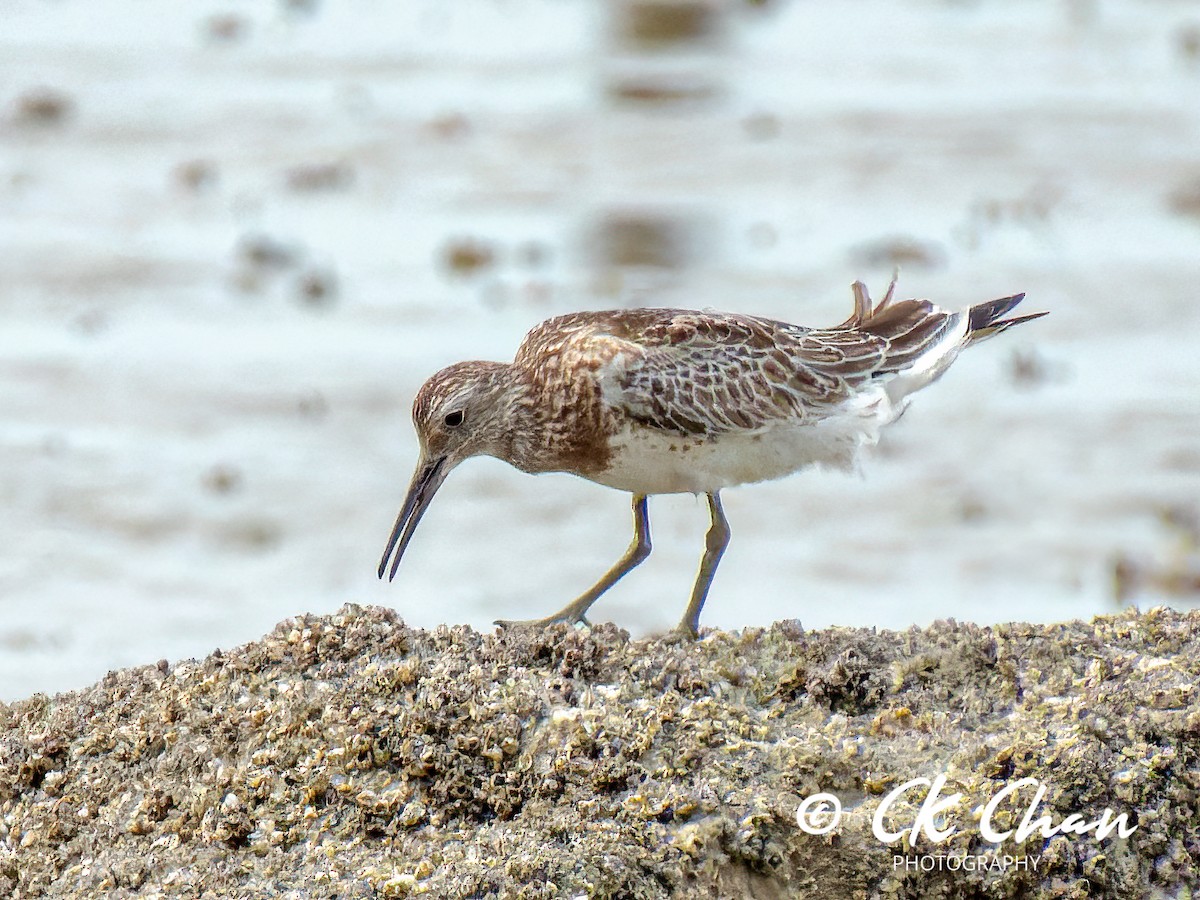 Great Knot - ML585526091