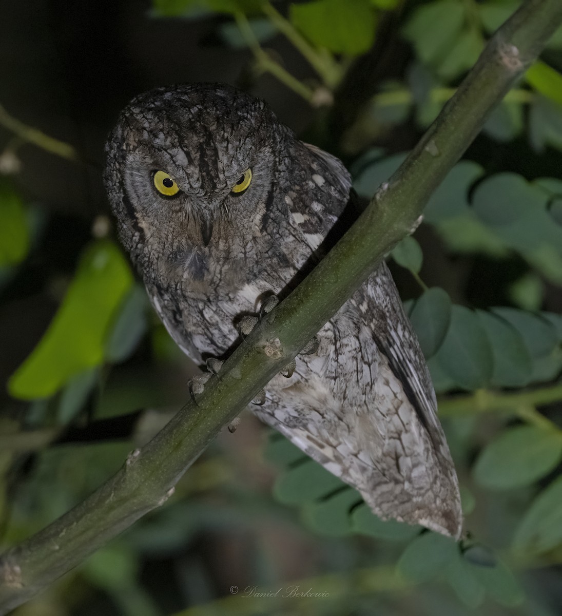 Eurasian Scops-Owl - ML585526241