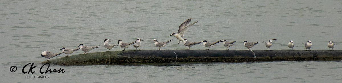 Little Tern - ML585526401