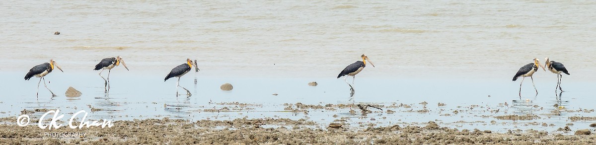 Lesser Adjutant - Chee Keong  Chan