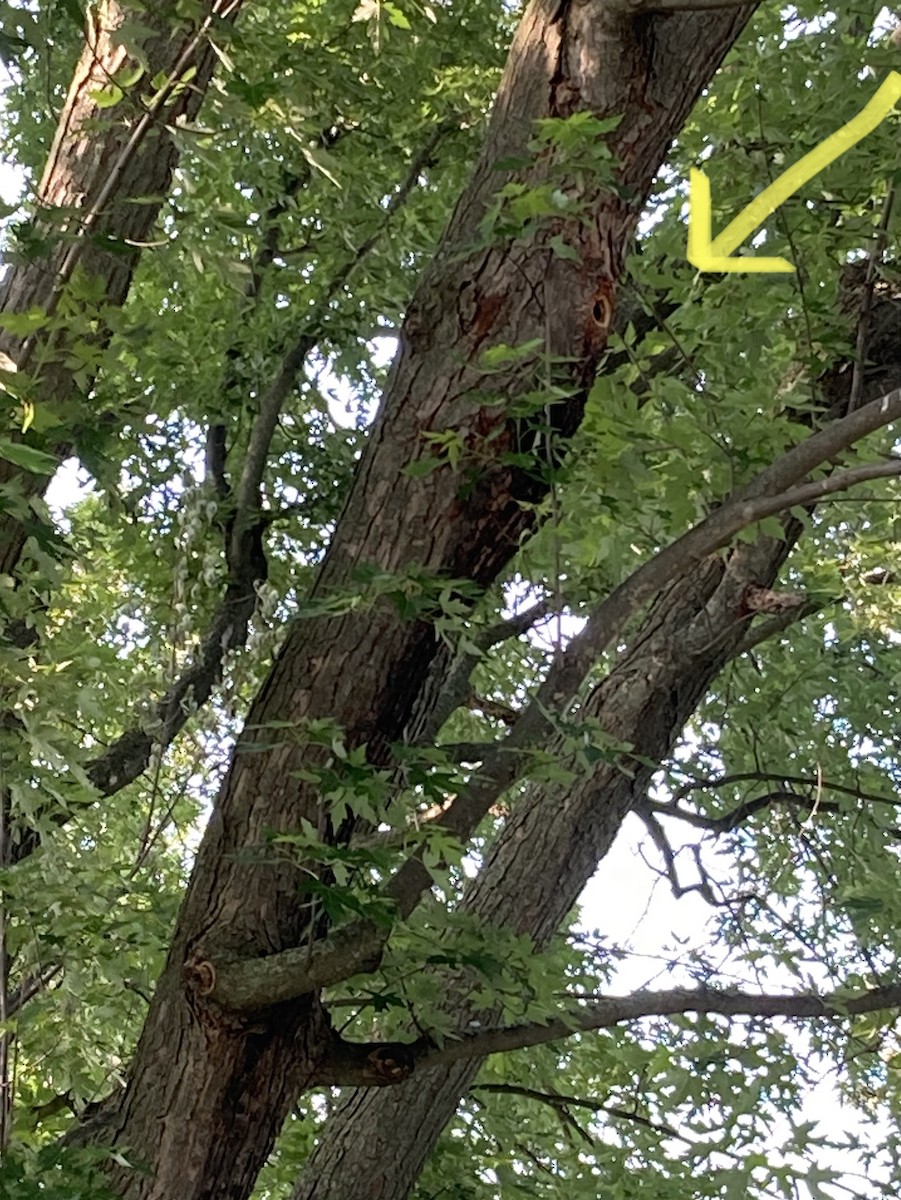 European Starling - ML585526451