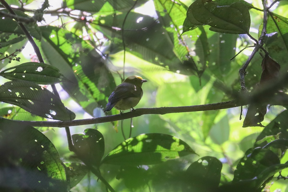 Yellow-headed Manakin - ML585526691