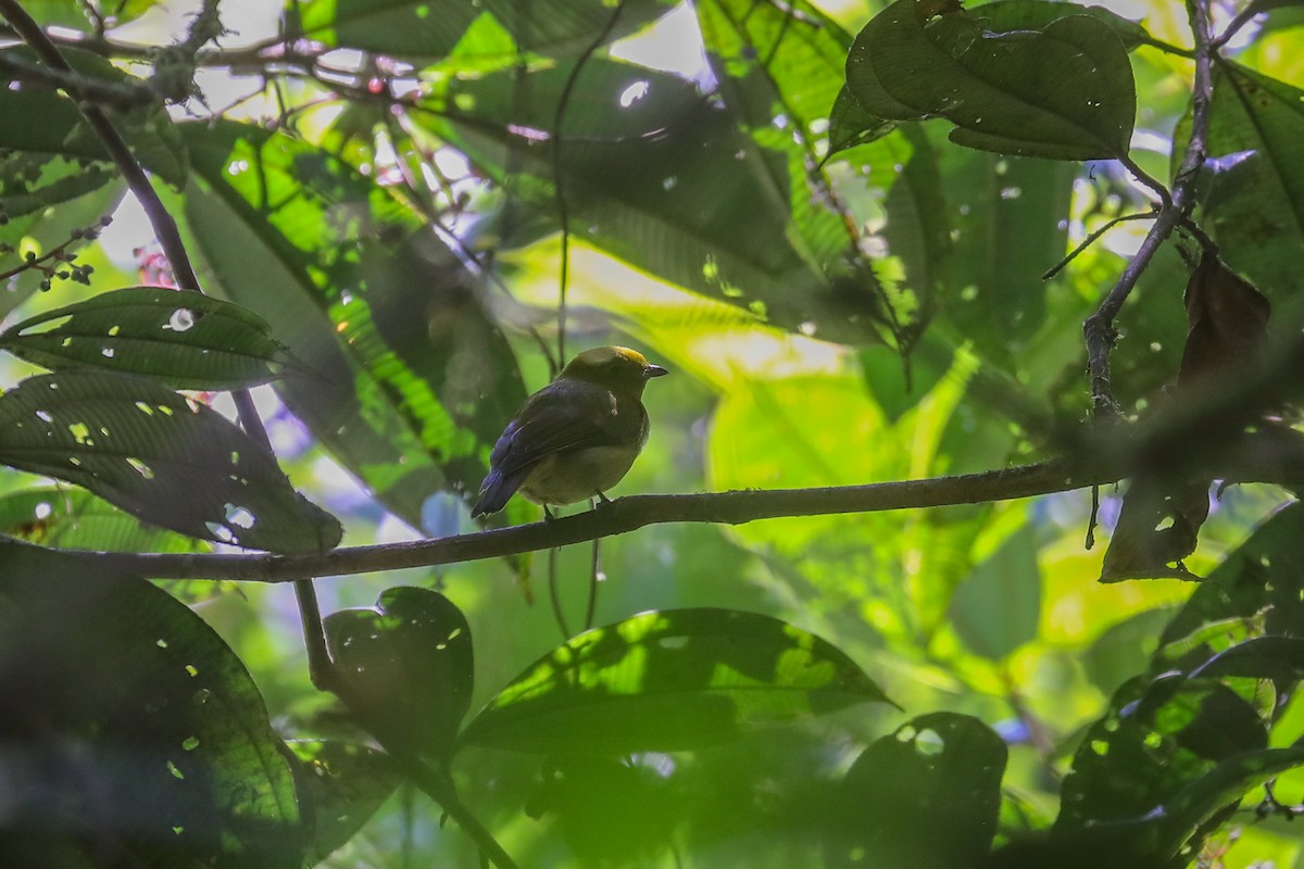 Yellow-headed Manakin - ML585526701