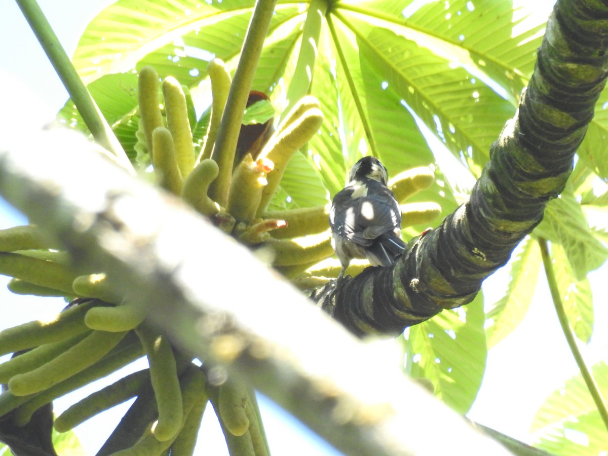 strakapoud americký (ssp. jardinii/sanctorum) - ML585527341