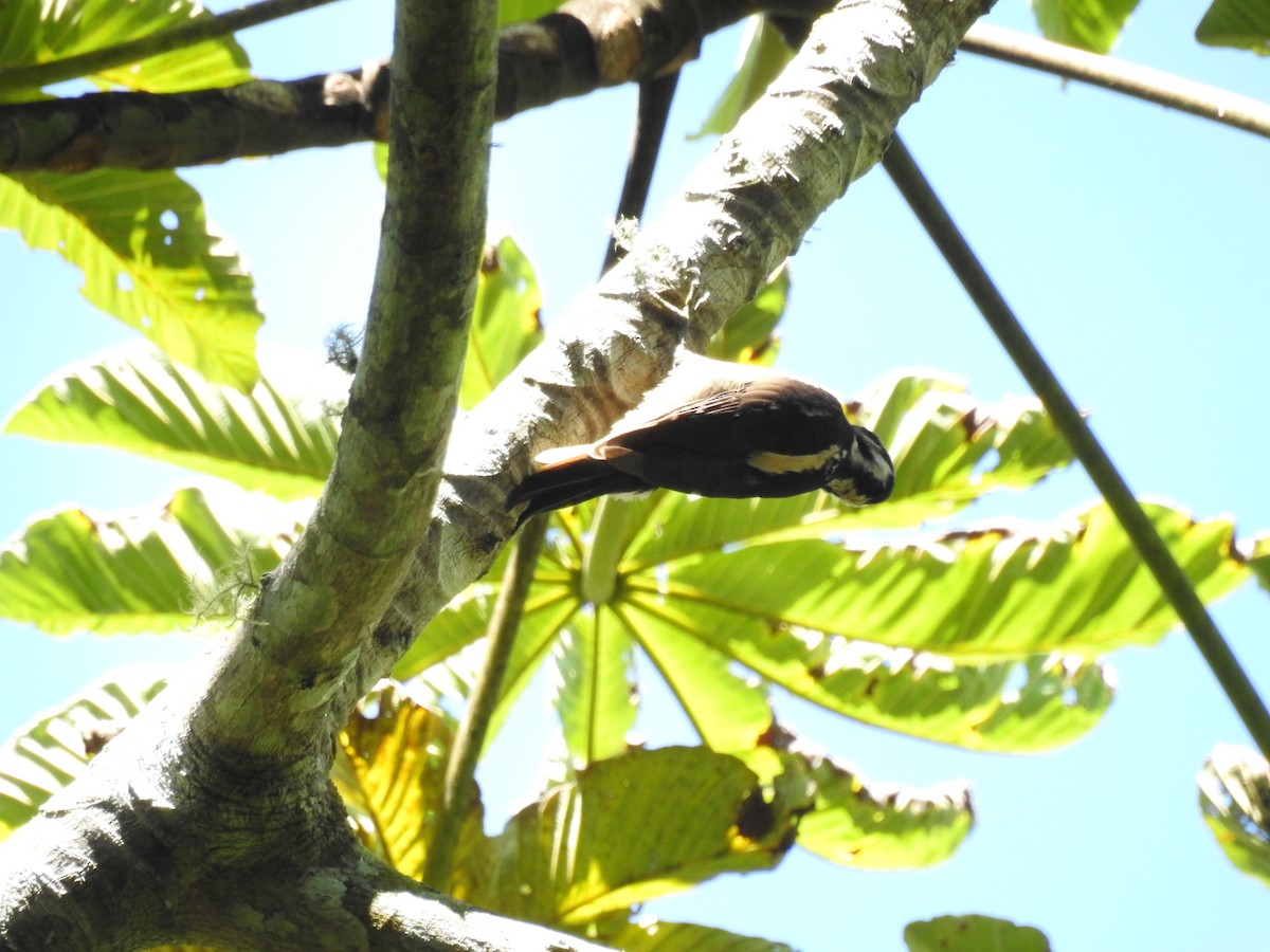 Hairy Woodpecker (South Mexican) - ML585527371