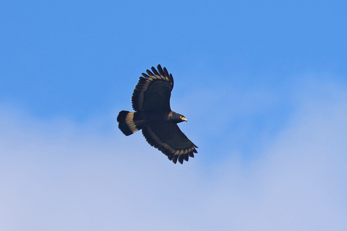 Mountain Serpent-Eagle - ML585527861