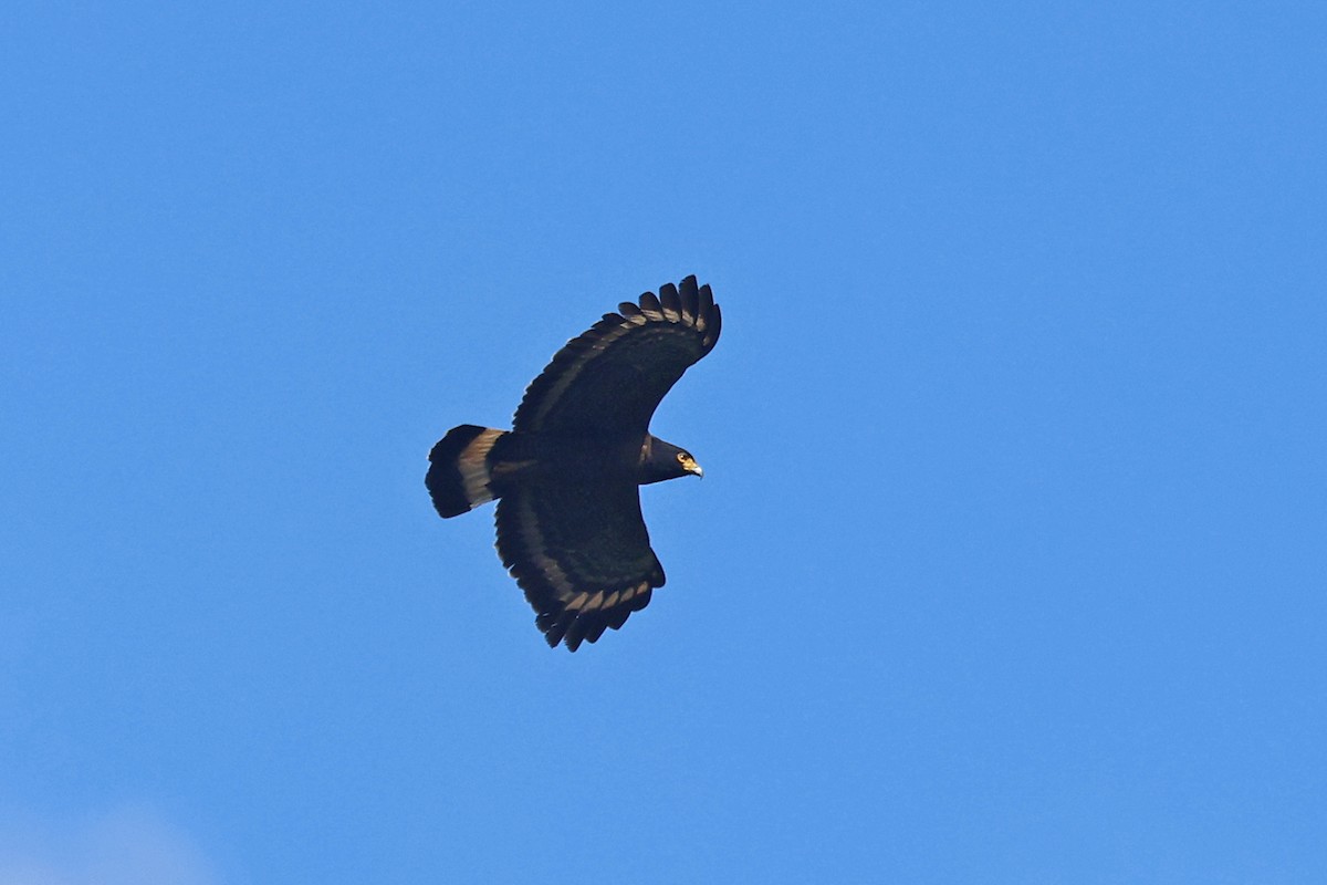 Mountain Serpent-Eagle - ML585527871