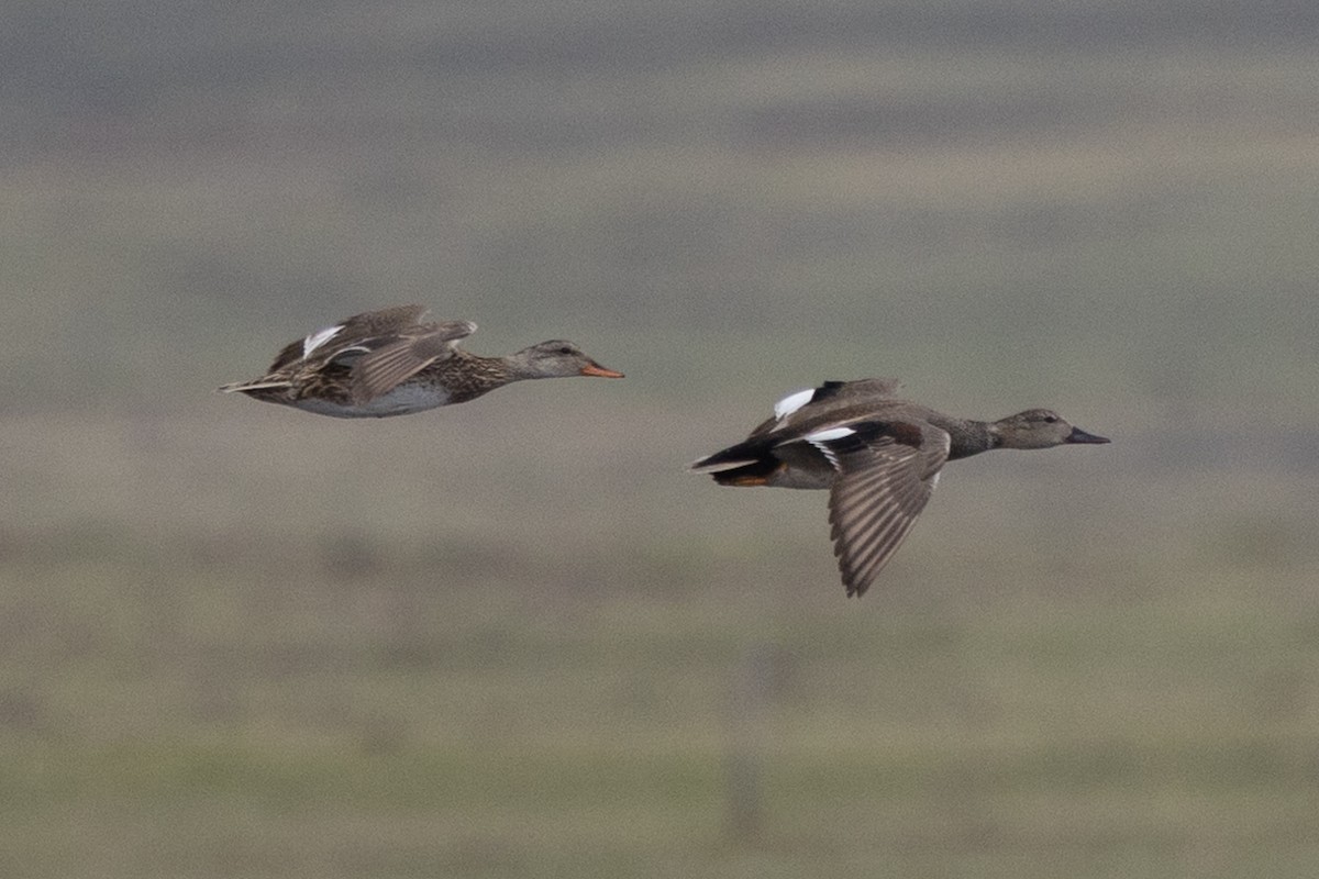 Gadwall - John Reynolds