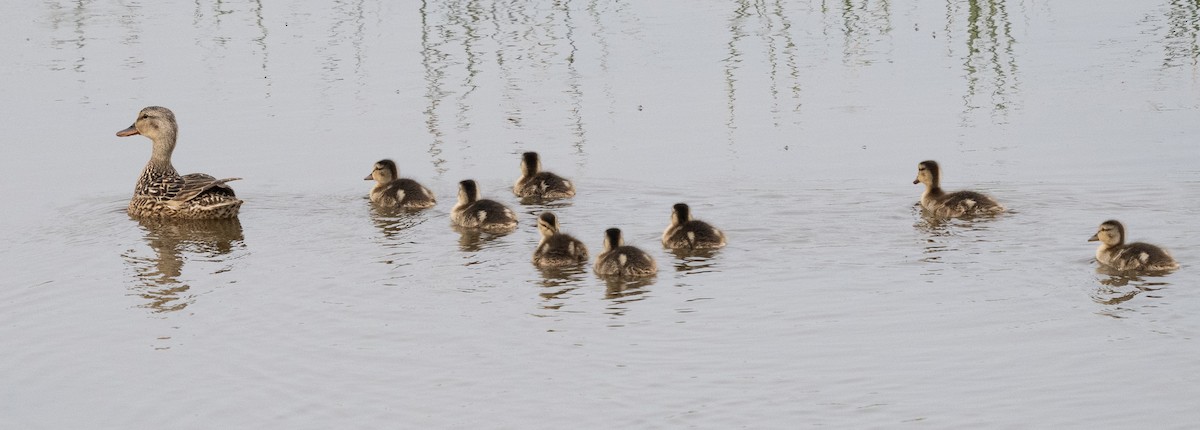 Gadwall (Common) - ML585528461