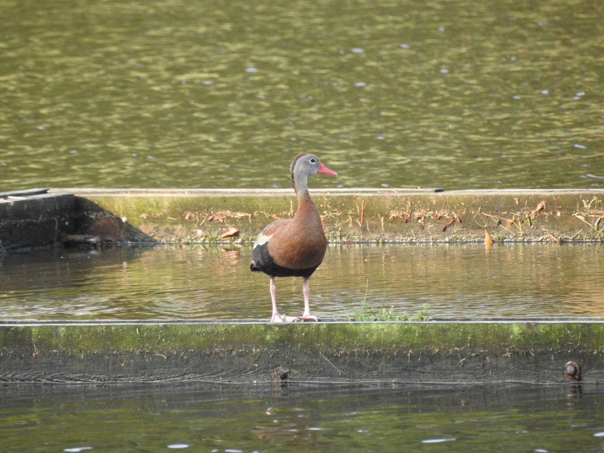 Black-bellied Whistling-Duck - ML585528851