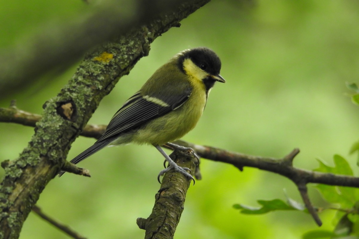 Great Tit - ML585528901