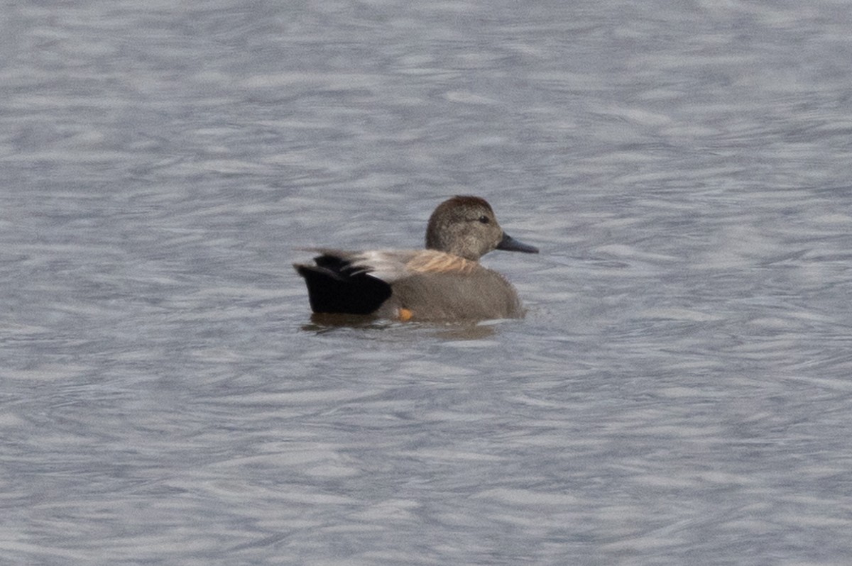 Gadwall - John Reynolds