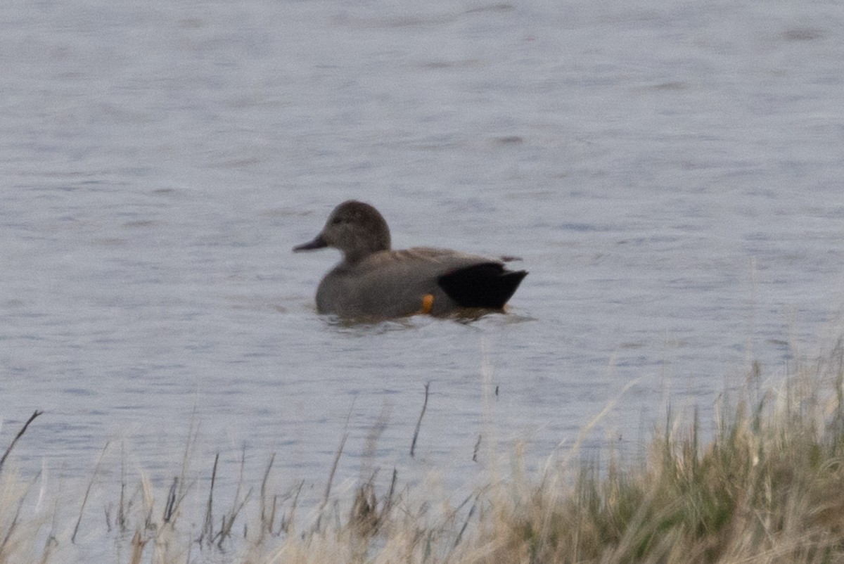 Gadwall - John Reynolds