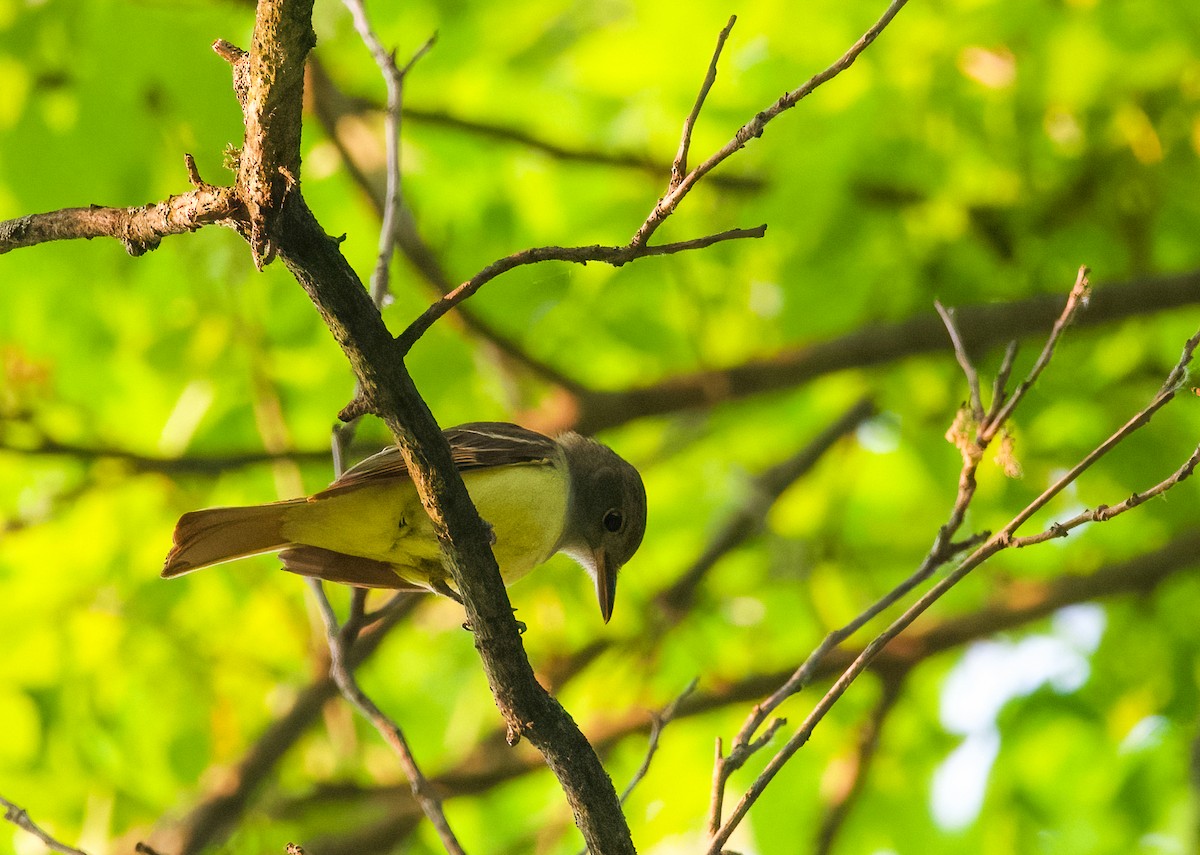 Great Crested Flycatcher - ML585529721